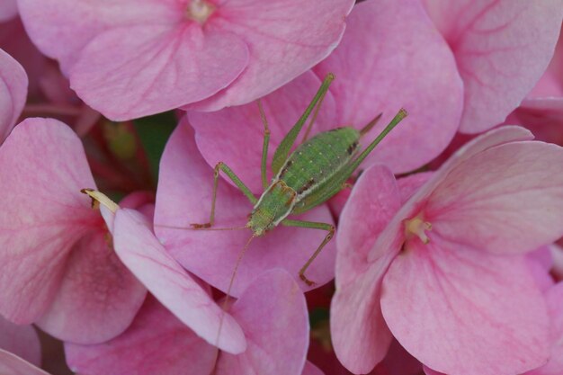 庭の水<unk>の花に緑色の小さな<unk>