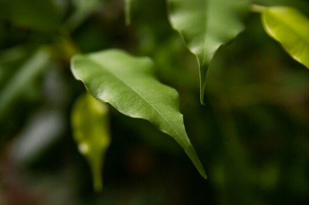 Green small leaves close-up. Blurred background. Natural texture and background.