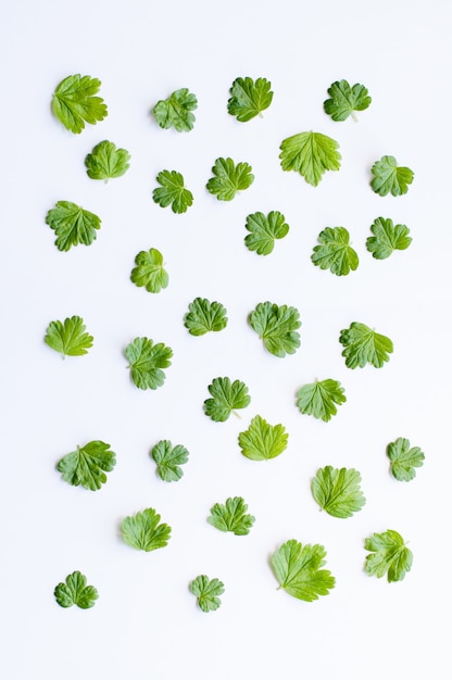 Green small leaves spread out on a white background