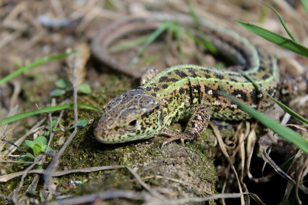 Green small lizard creeping on the ground