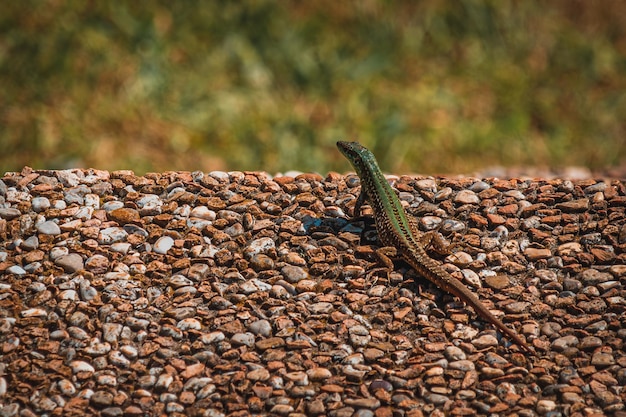 Photo green small lizard on pebble ground in croatia