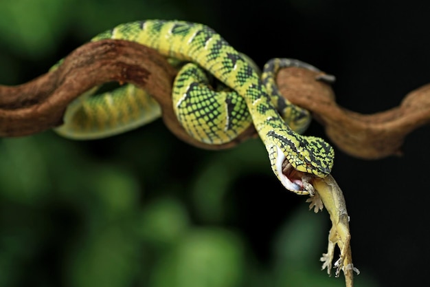 A green snake biting a snake with its mouth wide open.