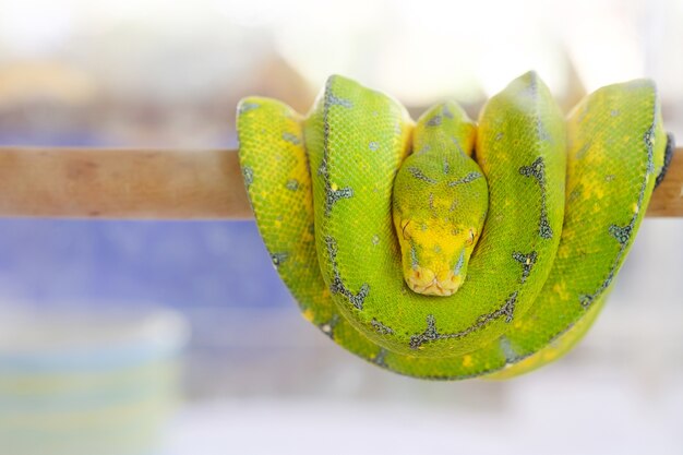 Green snake on a branch