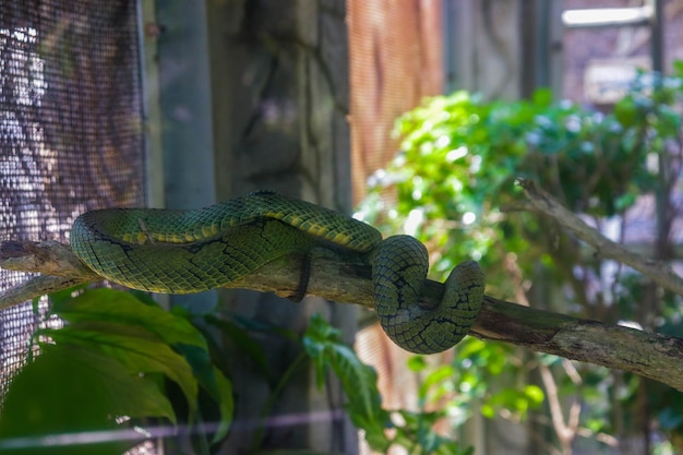 動物園の檻の中の緑のヘビ