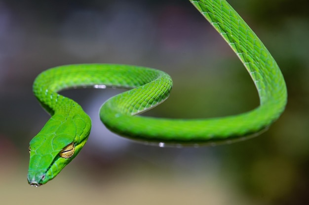 Green snake in close up and detail