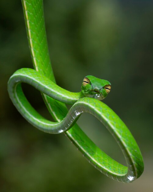 Green snake in close up and detail