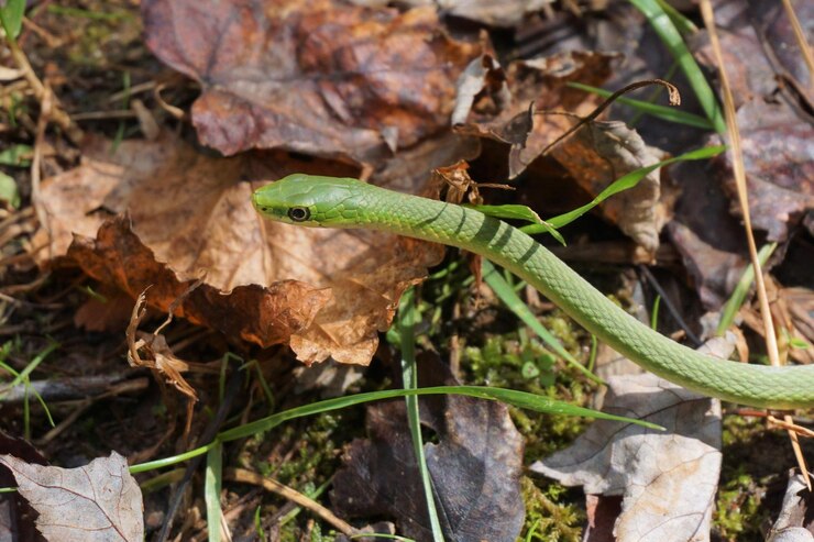 Photo a green snake in the leaves