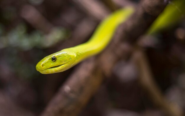 写真 木の上の緑のヘビ