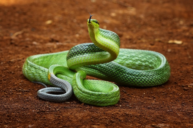 Serpente verde pronto ad attaccare