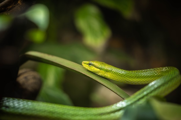 Green snake resting in the branches