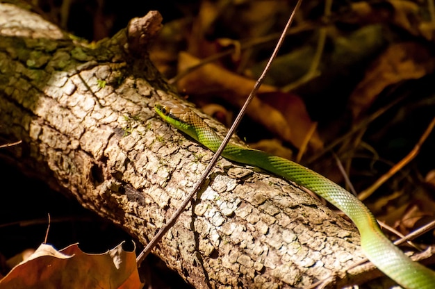 Green snake in tree trunk in Brazil