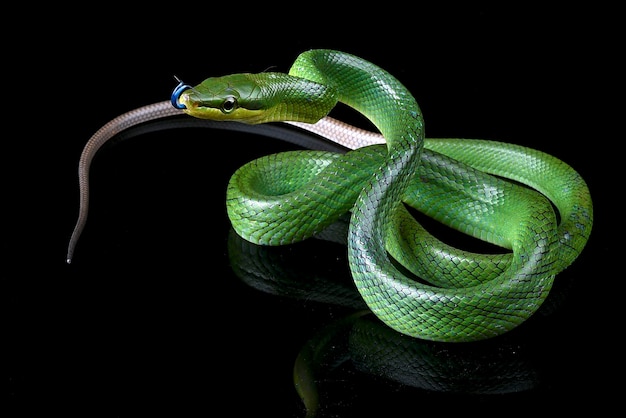 A green snake with blue eyes and a blue nose