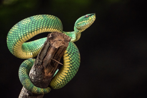 A green snake with a yellow ring around its neck sits on a branch.