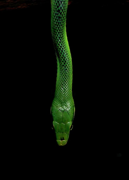 Foto serpente verde