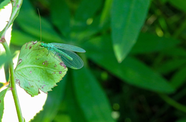 Зеленая стрекоза Snaketail на белом фоне