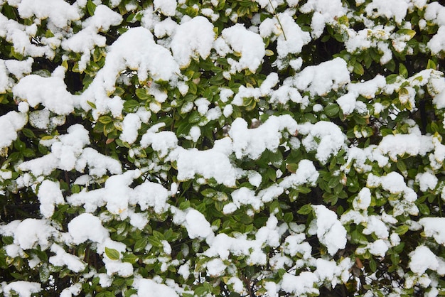 冬には緑の雪に覆われた葉。