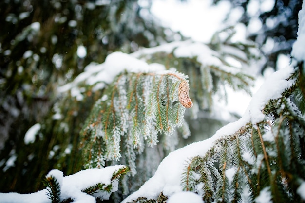 森に生えている美しい大きなトウヒの緑の雪に覆われた冷凍トウヒの枝。