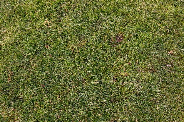 Green soccer field background