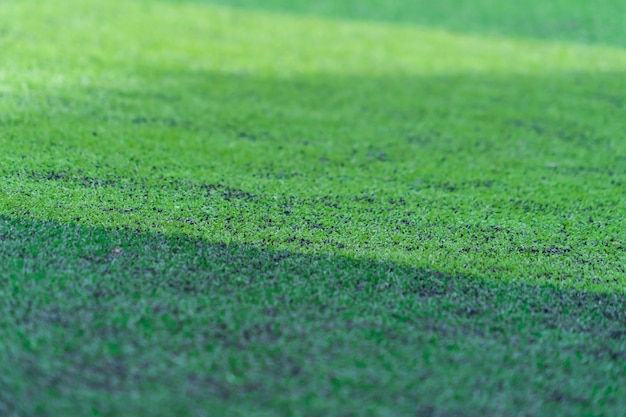 スポーツのための緑のサッカーゴム草芝牧草地