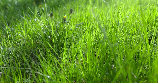 Foto erba verde morbida in primo piano in primavera