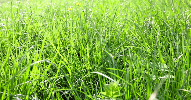 Foto erba verde morbida in primo piano in primavera