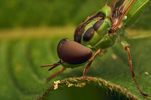 Photo green soldier fly perched on a leaf hedriodiscus pulcher