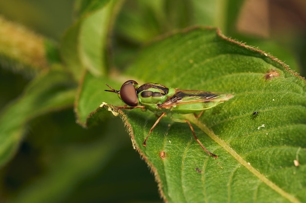 Photo green soldier fly perched on a leaf hedriodiscus pulcher