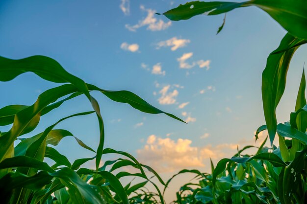 Campo di agricoltura di sorgo verde con sfondo cielo.