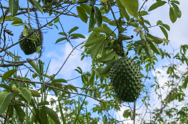 녹색 soursop 또는 가시 커스터드 사과 나무에.