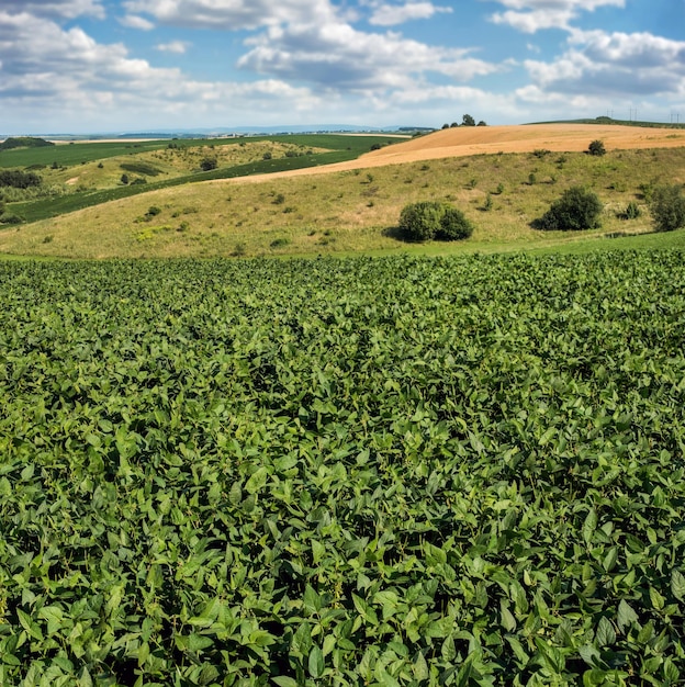 Green soybean leaves in the foreground hills fields with soybeans sky with clouds Landscape concept of agricultural hills