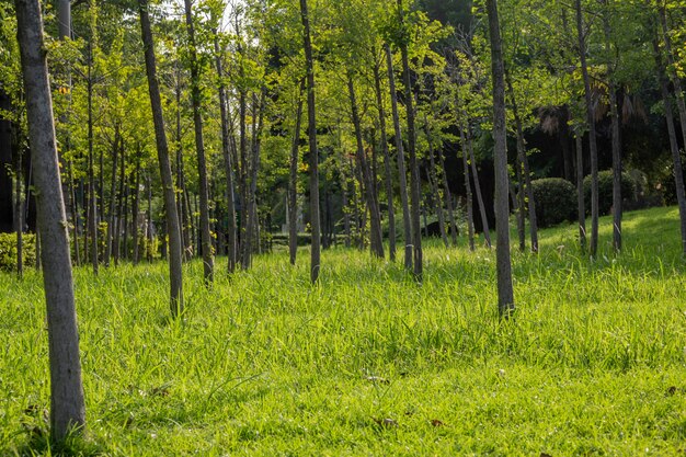 Green space and roads in the park