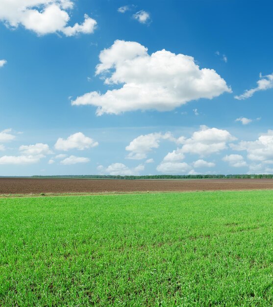 Photo green spica on field under blue sky