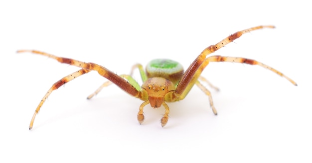 Green spider isolated on a white background.