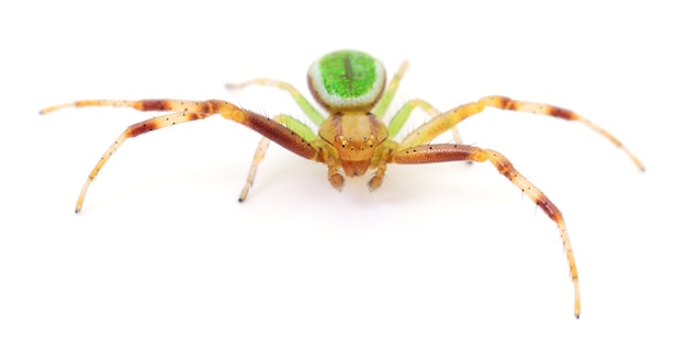 Green spider isolated on a white