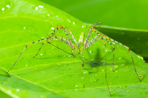 Green spider macro Long legs on a leaf Green scene