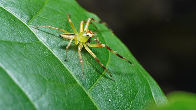 A green spider sits on a leaf.