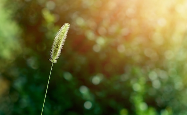 Green spike on the background of a blurred bokeh