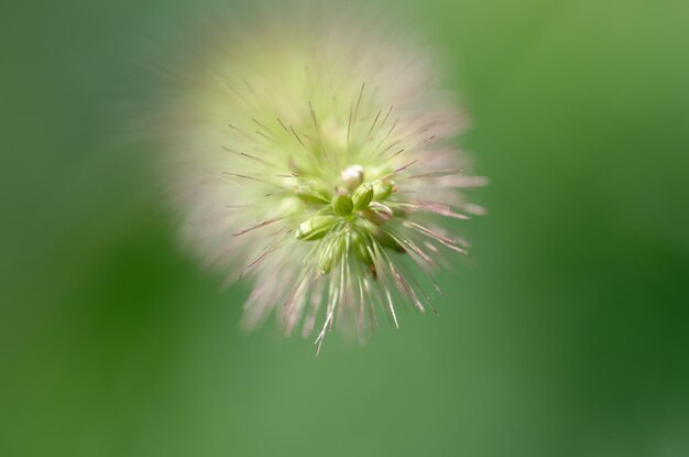 green spikelet on a green background