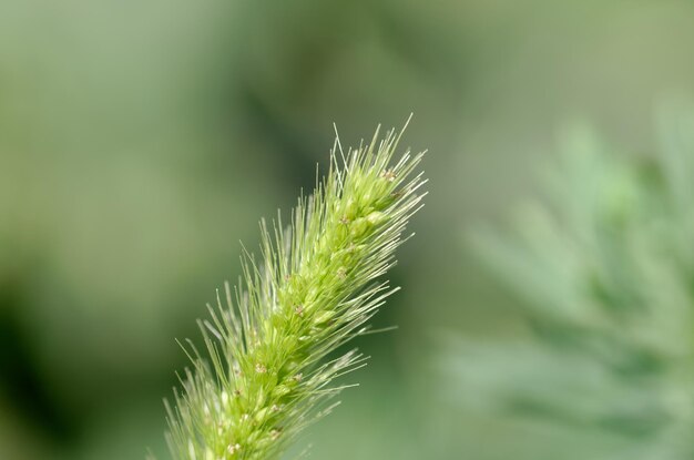 green spikelet on a green background