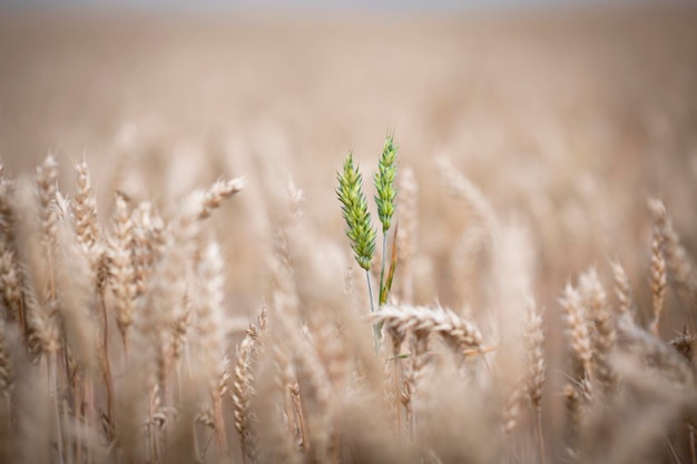 Green spikelets of wheat on a field with ripe wheat