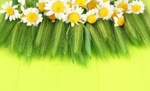 Green spikelets and wild camomiles on wooden background