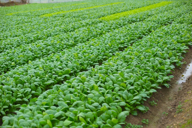 Green Spinach farming field in Japan.