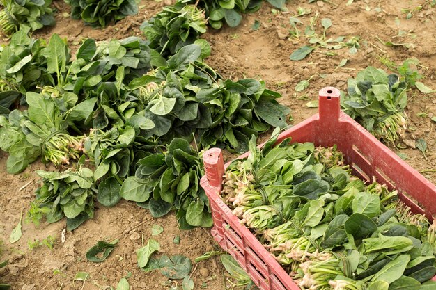 Green Spinach farming field in Turkey Izmir