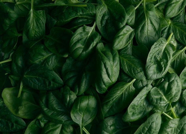 Green spinach leaves closeup background wallpaper