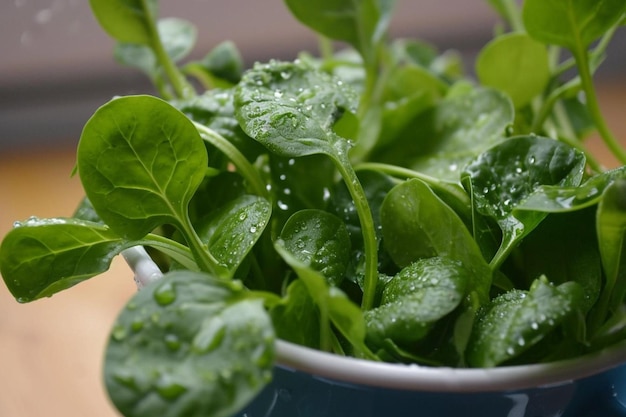 Photo green spinach leaves in a mug