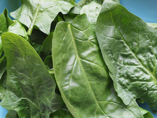 Green spinach leaves