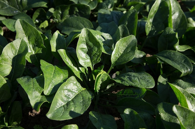 Photo green spinach plants in an organic garden in spain