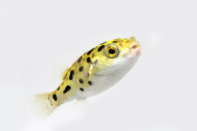 green spotted puffer fish freshwater puffer fish