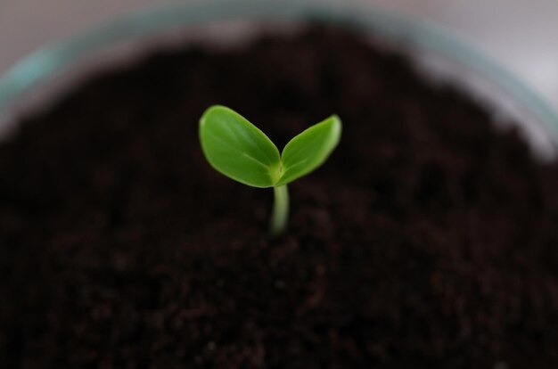 Green sprig growing out from soil