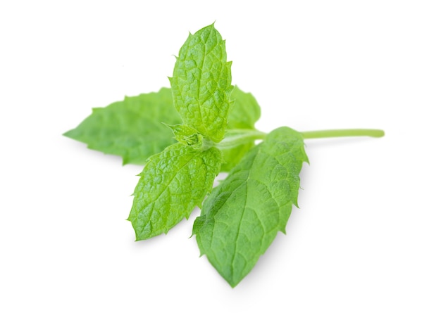 Green sprig of mint isolated on white surface